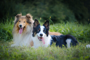 Rough collie and Border collie dog breeds