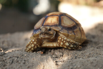 Obraz premium Close up African spurred tortoise resting in the Natural , Slow life ,Africa spurred tortoise sunbathe on ground with his protective shell ,Beautiful Tortoise