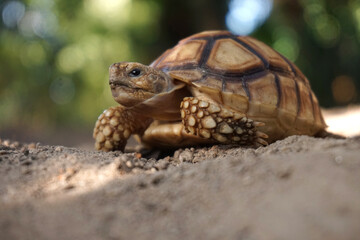 Close up African spurred tortoise resting in the Natural , Slow life ,Africa spurred tortoise...