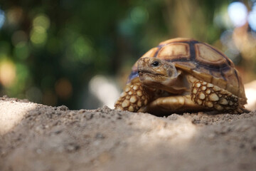 Close up African spurred tortoise resting in the Natural , Slow life ,Africa spurred tortoise sunbathe on ground with his protective shell ,Beautiful Tortoise