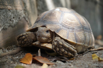 Close up African spurred tortoise resting in the Natural , Slow life ,Africa spurred tortoise sunbathe on ground with his protective shell ,Beautiful Tortoise