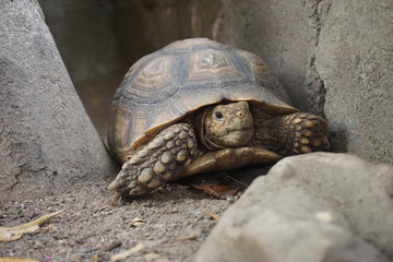 Close up African spurred tortoise resting in the Natural , Slow life ,Africa spurred tortoise sunbathe on ground with his protective shell ,Beautiful Tortoise