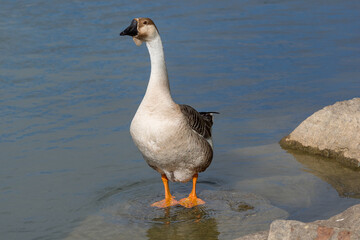 Guinea goose on a water surface.