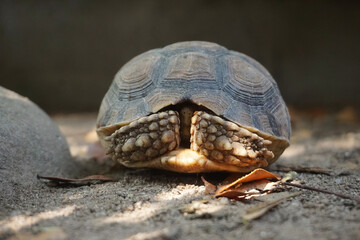 Close up African spurred tortoise resting in the Natural , Slow life ,Africa spurred tortoise sunbathe on ground with his protective shell ,Beautiful Tortoise