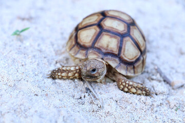 Close up African spurred tortoise resting in the Natural , Slow life ,Africa spurred tortoise sunbathe on ground with his protective shell ,Beautiful Tortoise