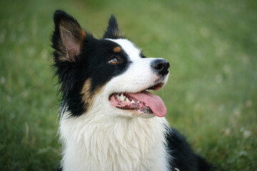 Border collie and Australian shepherd dog breed