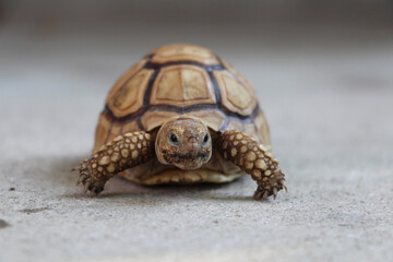 Close up African spurred tortoise resting in the Natural , Slow life ,Africa spurred tortoise sunbathe on ground with his protective shell ,Beautiful Tortoise