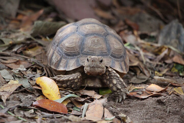 Close up African spurred tortoise resting in the Natural , Slow life ,Africa spurred tortoise sunbathe on ground with his protective shell ,Beautiful Tortoise