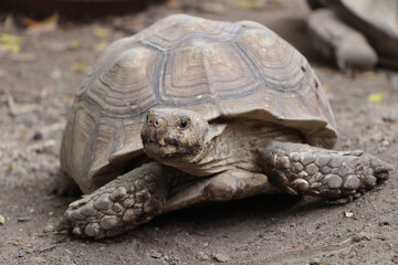 Close up African spurred tortoise resting in the Natural , Slow life ,Africa spurred tortoise sunbathe on ground with his protective shell ,Beautiful Tortoise