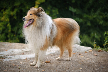 Rough collie sable and white dog