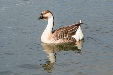 Guinea goose on a water surface.