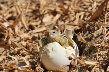 Close up Baby Tortoise Hatching ,Baby Tortoise on the hands of man (African spurred tortoise ),Cute portrait of baby tortoise ,Geochelone sulcata 