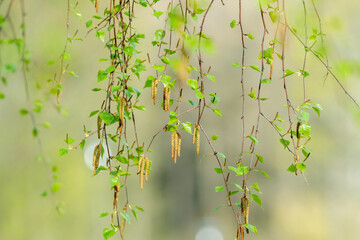 Birch branch, pendants, fresh green leaves, foliage. Nature photography, early spring. Blurry,...