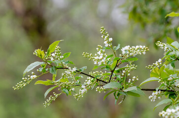 Bird cherry tree, Prunus padus. White flowers and buds. Fresh green background with place for text, copy space. Nature photography taken in Sweden in May.