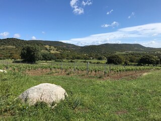 Obraz premium vermentino vineyard in berchidda, sardinia, italy