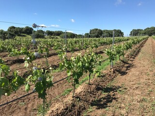 Fototapeta na wymiar vermentino vineyard in berchidda, sardinia, italy