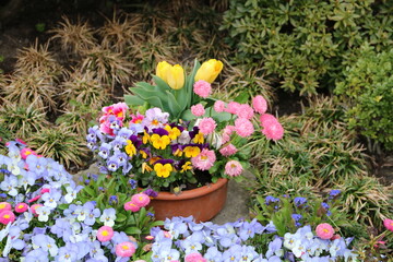 Einpflanzung mit Frühblühern auf dem Friedhof