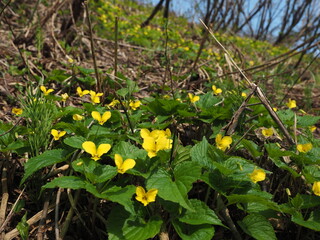 雪国の春に咲くオオバキスミレ