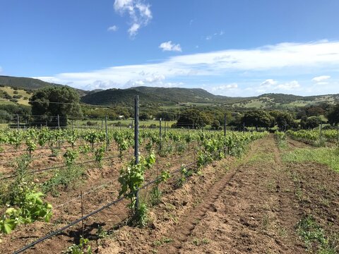 vermentino vineyard in berchidda, sardinia, italy