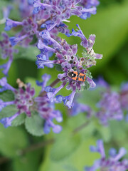 Lygaeus equestris simulans ou Punaise écuyère sur fleur de nepeta cataria 'Citriodora'
