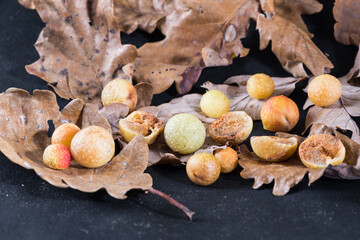 Oak gall or Oak apple on leaves of a oak. Galls of the insect Cynips quercusfolii, pest of the Oak...