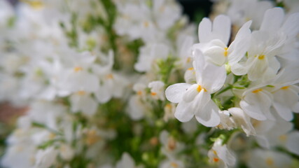 商用で使える清らかな花の写真