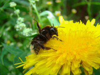 Little bee on yellow flover in garden