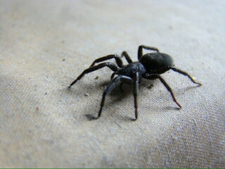 Scary black spider shot on macro sits on white background 