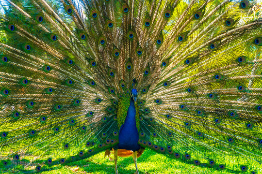 Peacock with its beautiful open tail in the Parque de las Naciones in the town of Torrevieja, Alicante, Mediterranean Sea. Spain