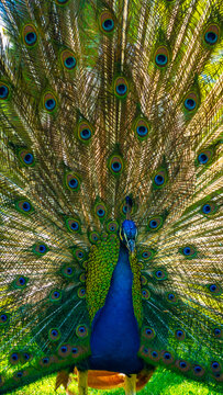 Peacock with its beautiful open tail in the Parque de las Naciones in the town of Torrevieja, Alicante, Mediterranean Sea. Spain