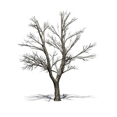 Green Ash tree in winter with shadow on the floor - isolated on white background - 3D Illustration