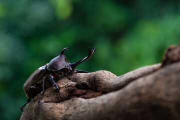 森で木にしがみ付くオスのカブトム