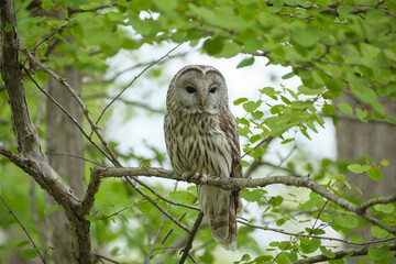エゾフクロウ（Ural Owl ）