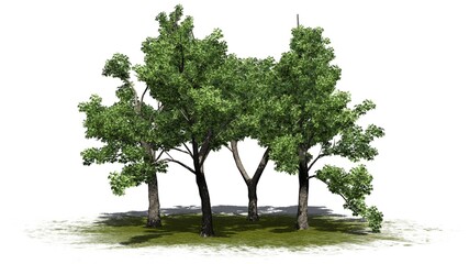 several Green Ash trees on green area with shadow on the floor - isolated on white background - 3D Illustration