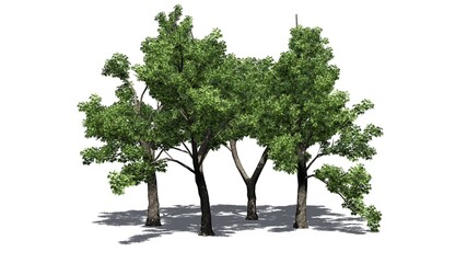 several Green Ash trees with shadow on the floor - isolated on white background - 3D Illustration