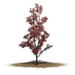 Mountain Maple tree in autumn on a sand area - isolated on white background - 3D Illustration