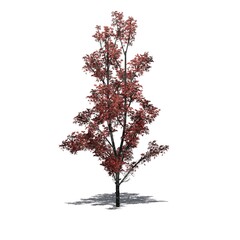 Mountain Maple tree in autumn with shadow on the floor - isolated on white background - 3D Illustration