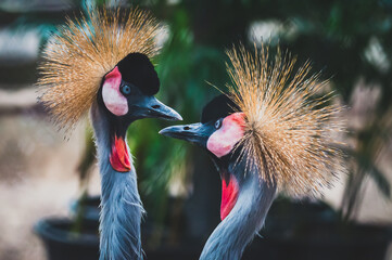 Couple crowned cranes looking at each other, Beautiful and romantic.
