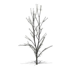 Mountain Maple tree in winter with shadow on the floor - isolated on white background - 3D Illustration
