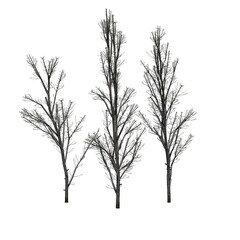 several Mountain Maple trees in winter - isolated on white background - 3D Illustration
