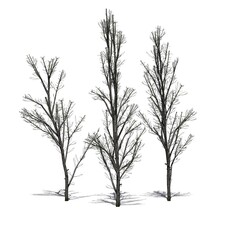 Obraz premium several Mountain Maple trees in winter with shadow on the floor - isolated on white background - 3D Illustration