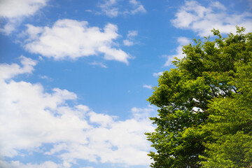 Obraz premium 青空と新緑