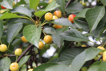 making cherry berries on a tree. Summer, berry season. Vegetable background