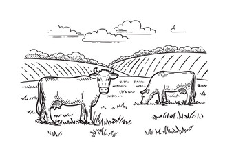 Rural landscape. Cows graze in the meadow. Hand drawn sketch. Vintage style. Color vector illustration.