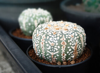 Astrophytum asterias cactus tropical plant