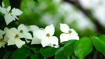 하얗게 핀 산딸나무의 꽃
