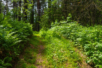 pathway in deep forest through high wild grass at sunny day