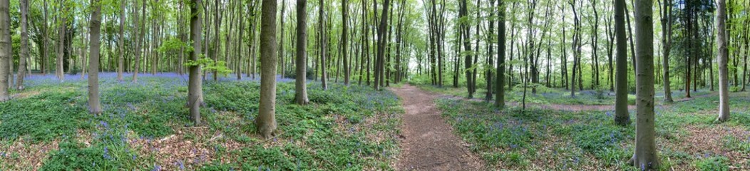 Bluebell English wood, spring England, woods, Bluebells