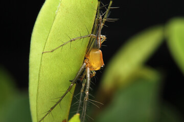 close up small spider.