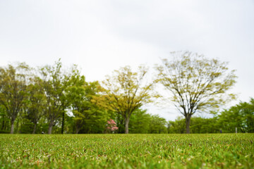 Fototapeta na wymiar 公園の芝生とベンチ